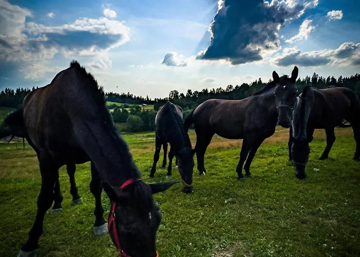 De-luxe Buflak Nowy Targ
